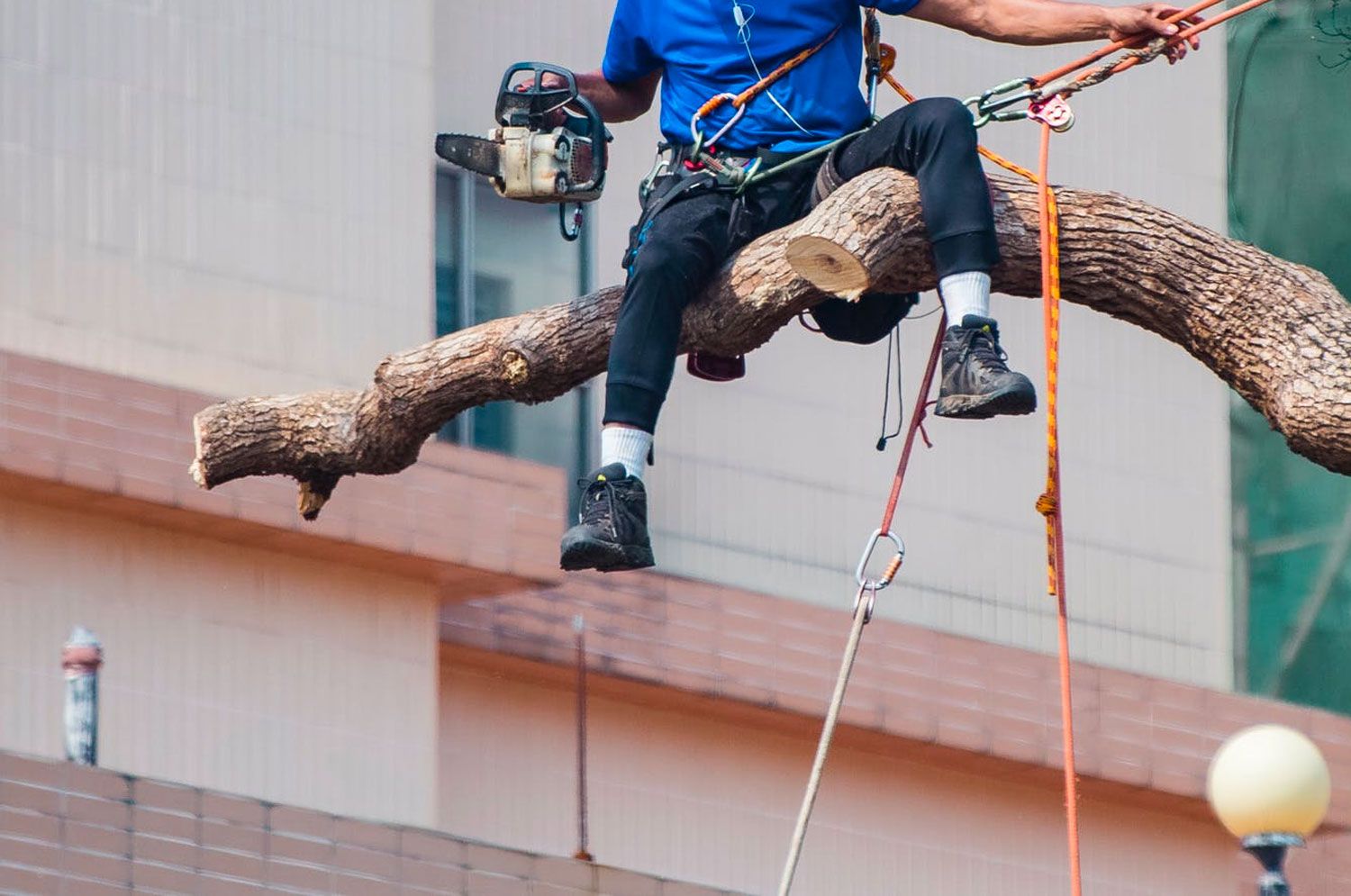 Man Trimming Tree Man Trimming Tree