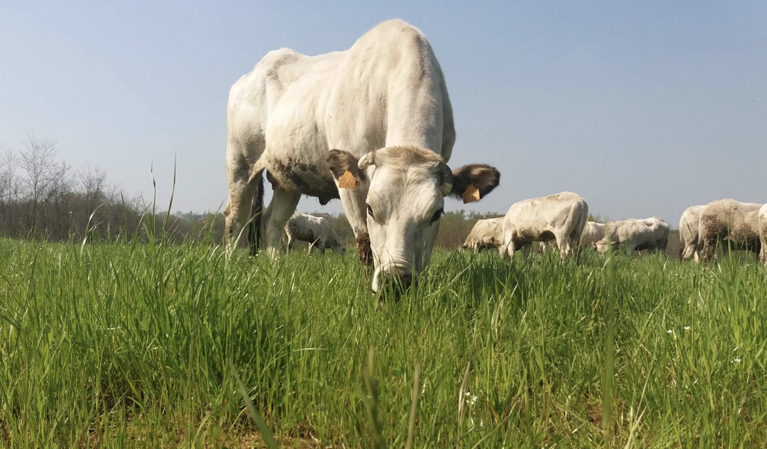 azienda rondine